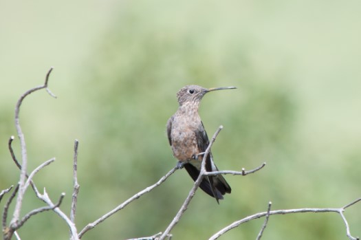 Giant Hummingbird at Tambo Condor